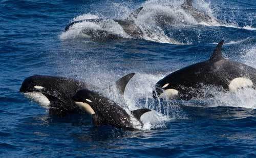 Опасные обитатели морских глубин (СИ) - img_22