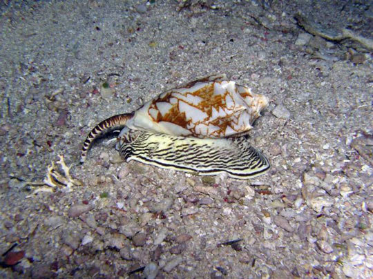 Опасные обитатели морских глубин (СИ) - img_53