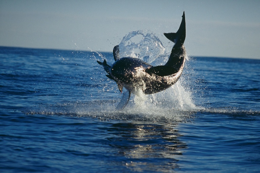 Опасные обитатели морских глубин (СИ) - img_8