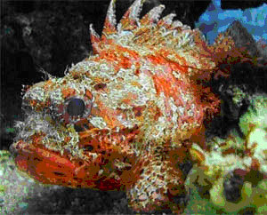 Опасные обитатели морских глубин (СИ) - img_91