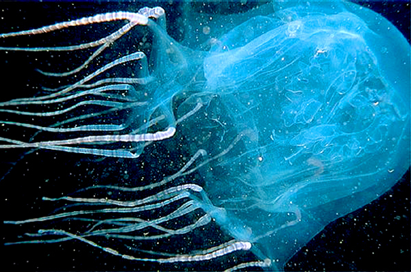 Опасные обитатели морских глубин (СИ) - img_86