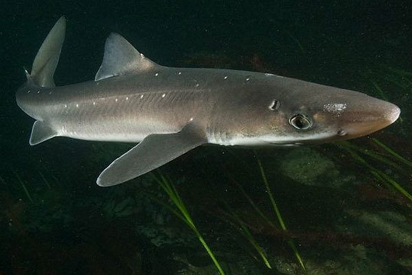 Опасные обитатели морских глубин (СИ) - img_90