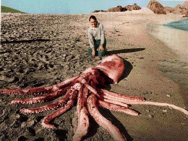 Опасные обитатели морских глубин (СИ) - img_28