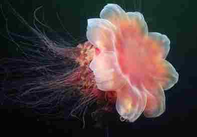 Опасные обитатели морских глубин (СИ) - img_87