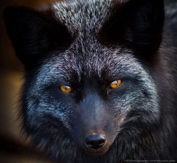 Избранники Милли (СИ) - _27f3f7d37b8b96101073d36fba4e4264