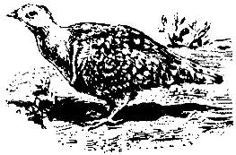 Голоса животных и растений - i_025.jpg