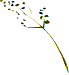 Байкала-озера сказки Том II разд.1 - i_071.png