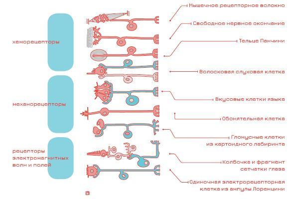Мозг и бизнес - i_002.jpg