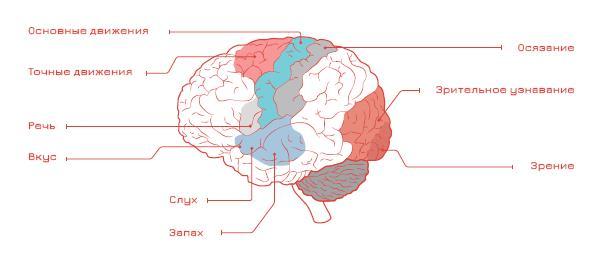 Мозг и бизнес - i_004.jpg