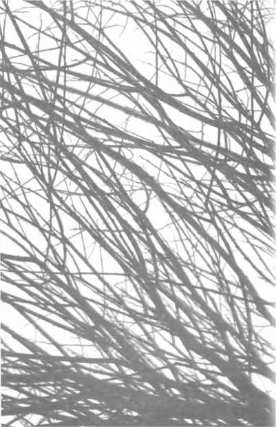 ЗА ЗАВЕСАМИ СВЕТА. Эзотерический суфизм - i_010.jpg