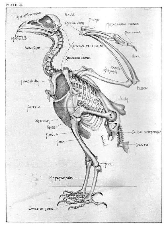 Элиот Кровавый (СИ) - img20.jpg