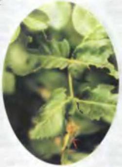 Знание-сила, 2002 №01 (895) - pic_45.jpg