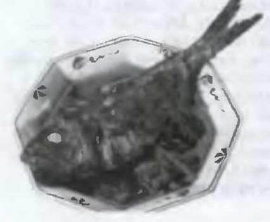 Знание-сила, 2003 № 04 (910) - img_6.jpg