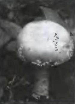 Знание-сила, 2003 № 04 (910) - img_79.jpg