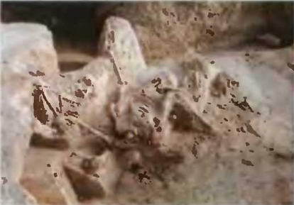 Знание - сила, 2003 № 08 (914) - img_55.jpg