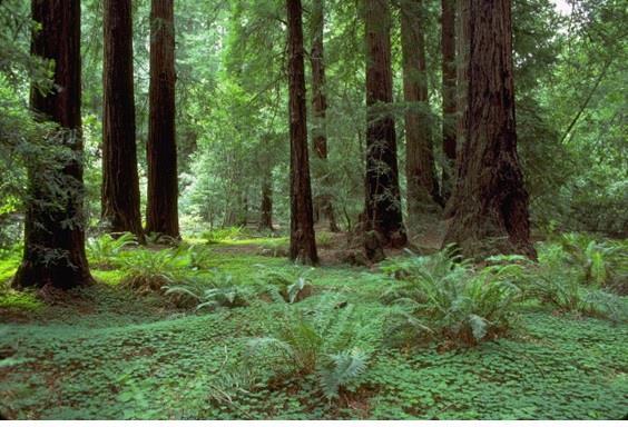 Повелитель Теней. Том 1 (СИ) - img_1