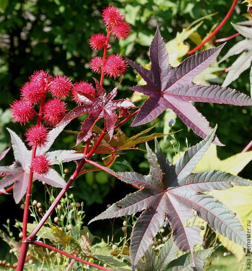 Скотина (СИ) - img_11