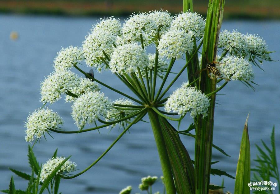 Скотина (СИ) - img_9