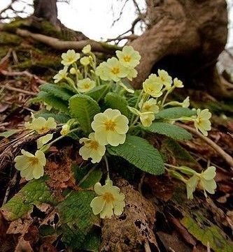 Лекарь безумной королевы + Бонус (СИ) - img_5