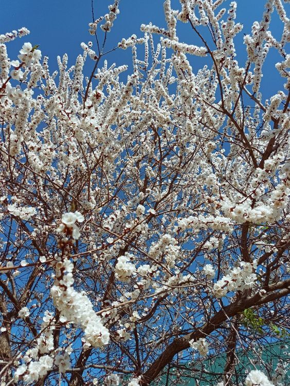 Лекарь безумной королевы + Бонус (СИ) - img_6