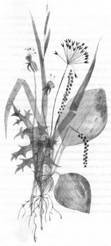 Лето в Михалувке и Вильгельмувке - i_025.jpg