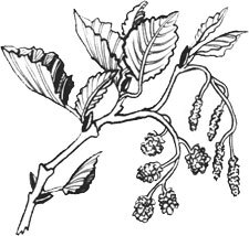 Посмотри, наш сад погибает - i_012.jpg