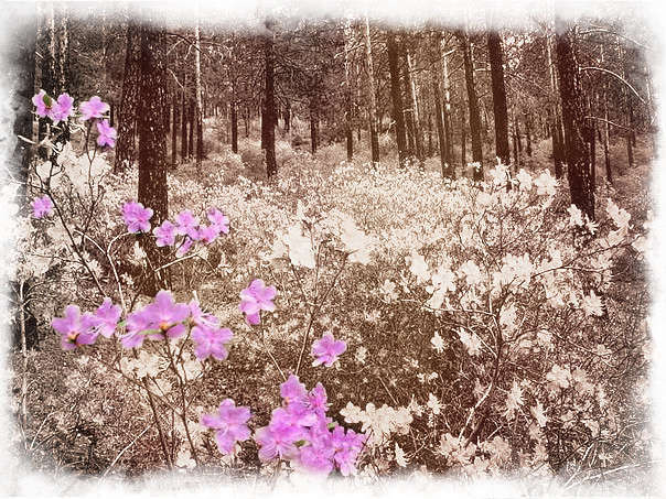 Огненная для дракона (СИ) - img_1