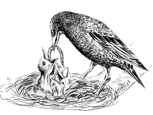 Белый пудель (сборник) - i_019.jpg