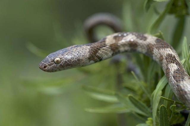 … по прозвищу Кобра-II (СИ) - img_132