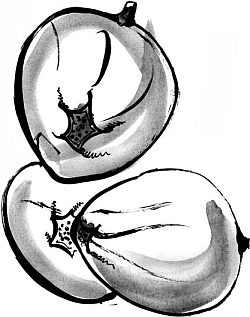 Питание и долголетие - _14.png