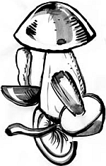 Питание и долголетие - _83.png