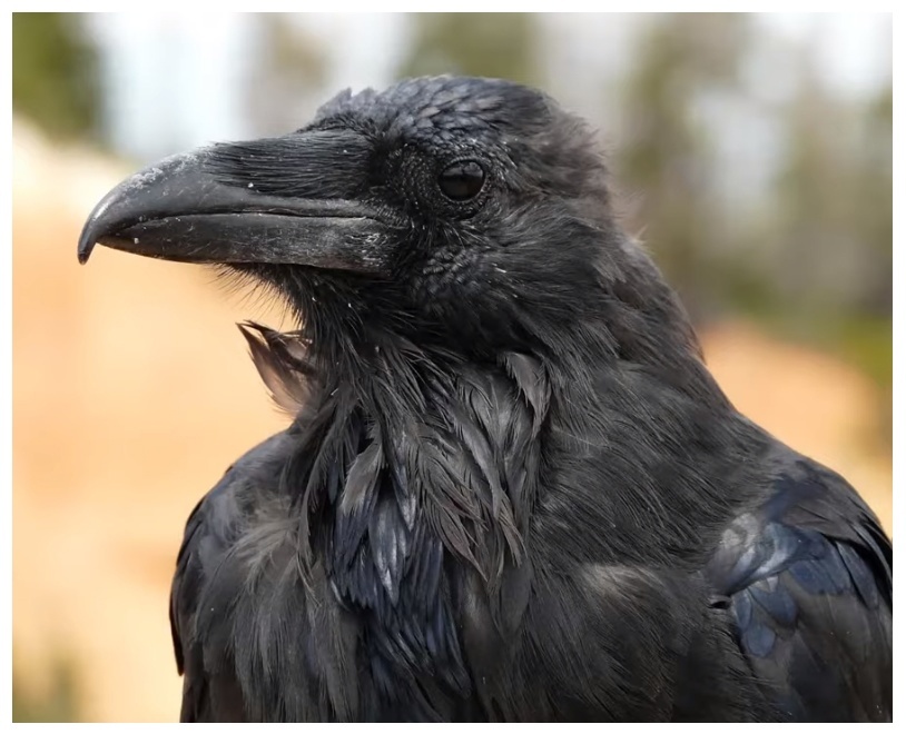 Трусливая Я и решительный Боха (СИ) - img_14