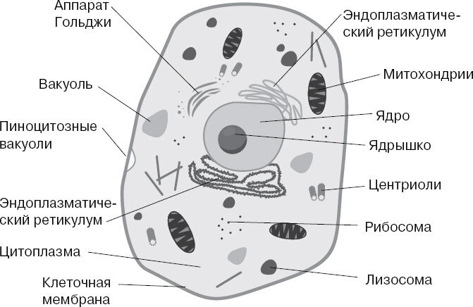 Анатомия для ищущих свой пупок - _1.jpg