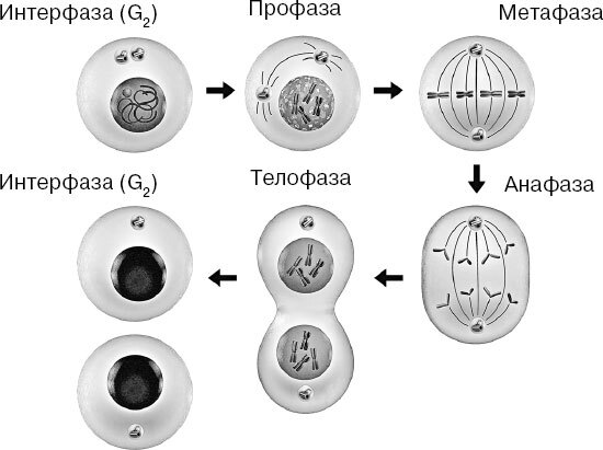 Анатомия для ищущих свой пупок - _11.jpg