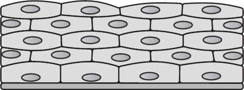Анатомия для ищущих свой пупок - _18.jpg