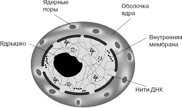 Анатомия для ищущих свой пупок - _2.jpg