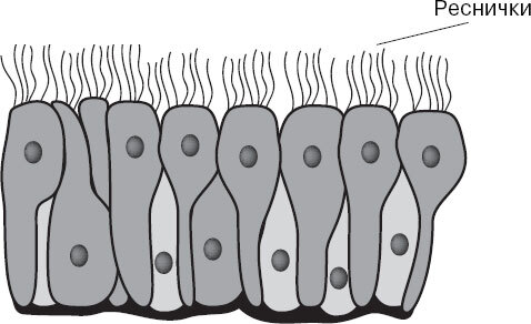 Анатомия для ищущих свой пупок - _20.jpg