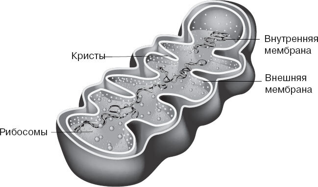 Анатомия для ищущих свой пупок - _4.jpg