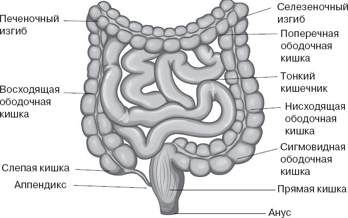 Анатомия для ищущих свой пупок - _102.jpg