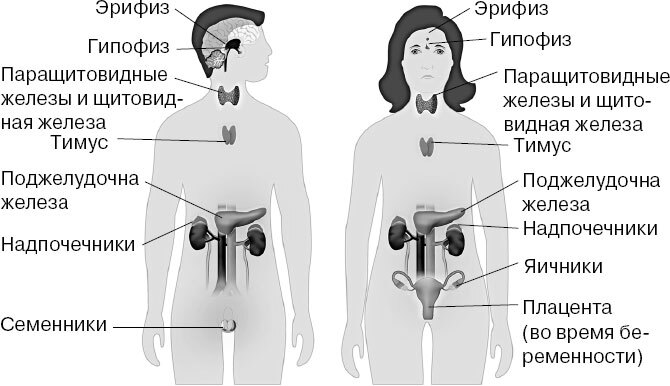 Анатомия для ищущих свой пупок - _32.jpg