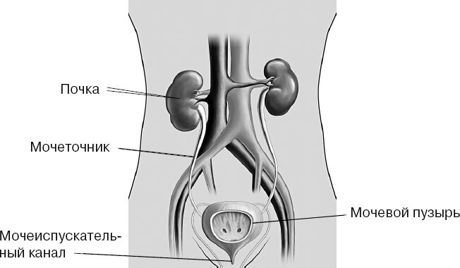 Анатомия для ищущих свой пупок - _36.jpg