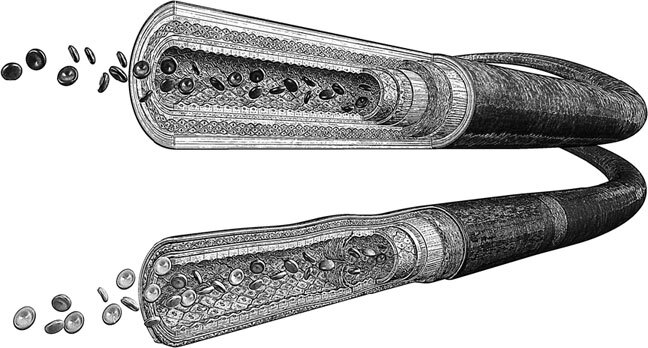 Анатомия для ищущих свой пупок - _46.jpg