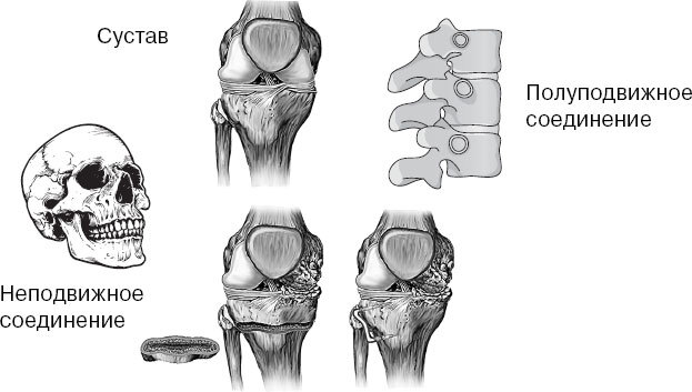 Анатомия для ищущих свой пупок - _48.jpg