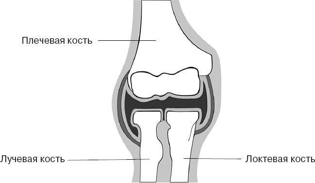 Анатомия для ищущих свой пупок - _50.jpg
