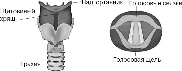 Анатомия для ищущих свой пупок - _82.jpg