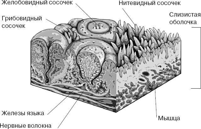Анатомия для ищущих свой пупок - _144.jpg