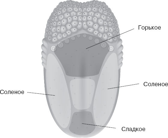 Анатомия для ищущих свой пупок - _145.jpg