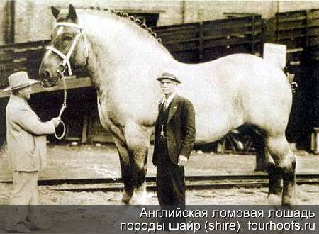 Средневековые битвы (СИ) - img_118