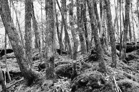 Японские призраки. Юрей и другие - pic299.JPG