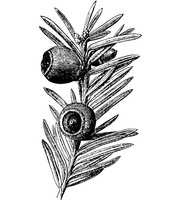 Дурное семя - img_28